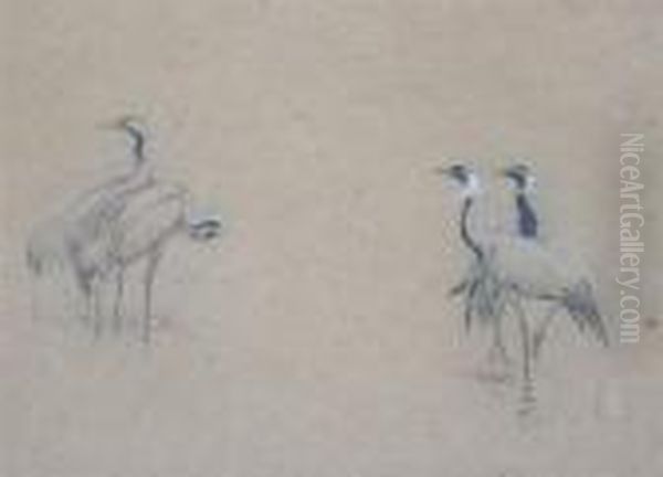 Cranes And Demoiselle Cranes Oil Painting by George Edward Lodge