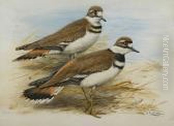 A Pair Of Kildeer Plovers On The Shingle Oil Painting by George Edward Lodge