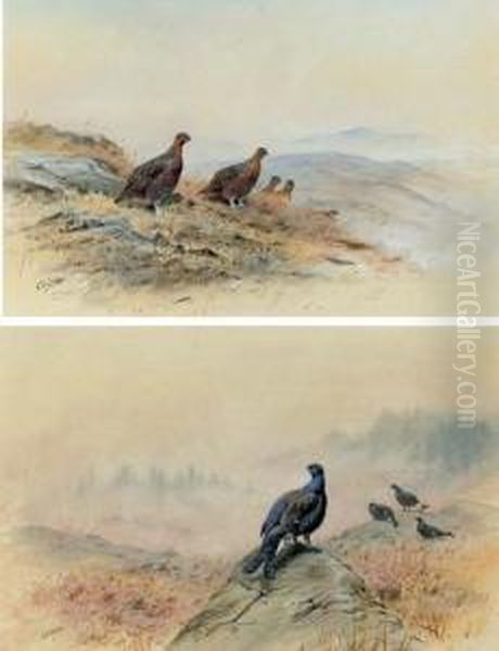 Red Grouse On A Rocky Hillside; And Blackcock On A Rocky Outcrop Oil Painting by George Edward Lodge