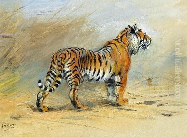 A Study Of A Tiger Oil Painting by George Edward Lodge