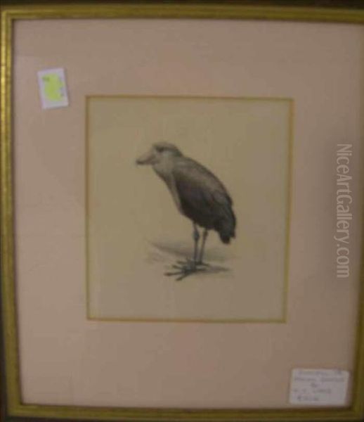 Studyof A Shoebill Oil Painting by George Edward Lodge