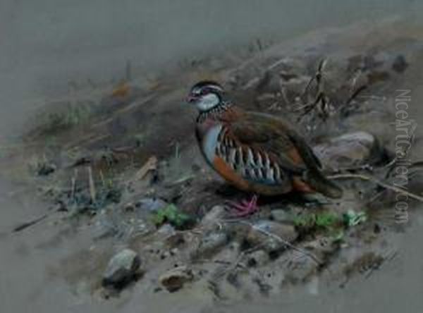 Red-legged Partridge Oil Painting by George Edward Lodge