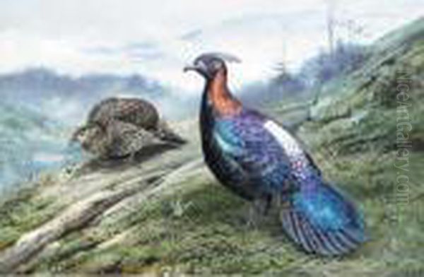 A Pair Of Chinese Impeyan Pheasants Oil Painting by George Edward Lodge