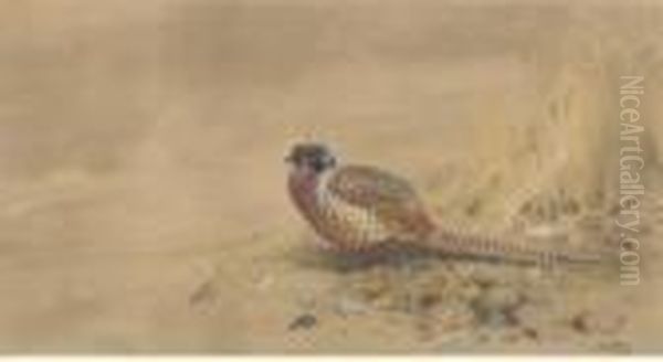 A Pheasant Oil Painting by George Edward Lodge