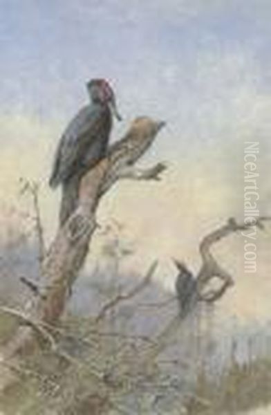 Great Black Woodpecker Oil Painting by George Edward Lodge
