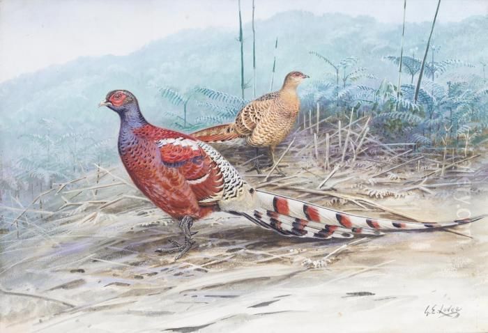 Pair Of Burmese Pheasants Oil Painting by George Edward Lodge