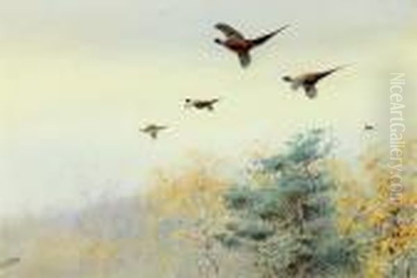 High Flyers Pheasants In Flight Oil Painting by George Edward Lodge