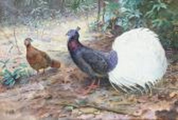 Pair Of White Tailed Wattled Pheasants Oil Painting by George Edward Lodge