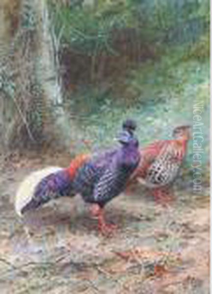 A Pair Of Malayan Crested Firebacks Oil Painting by George Edward Lodge