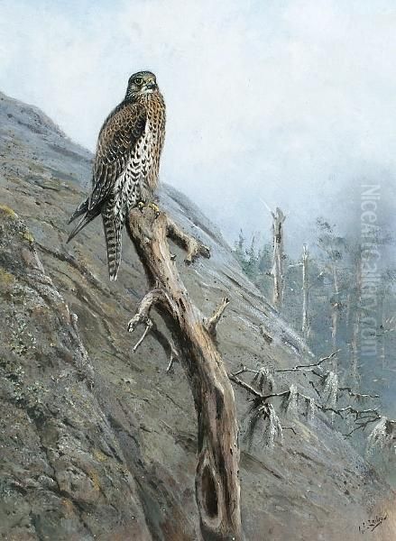 Gyr Falcon Oil Painting by George Edward Lodge