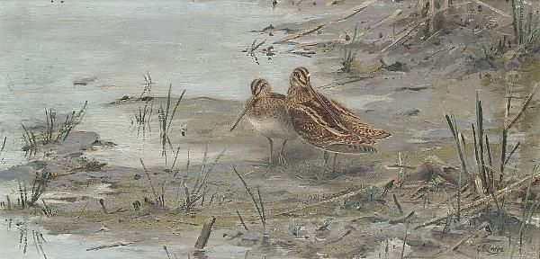 Snipe Oil Painting by George Edward Lodge