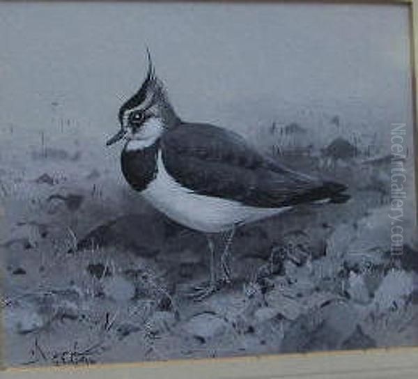 A Study Of A Lapwing Oil Painting by George Edward Lodge