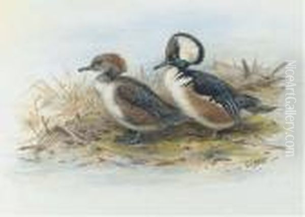 Male And Female Hooded Merganser Oil Painting by George Edward Lodge