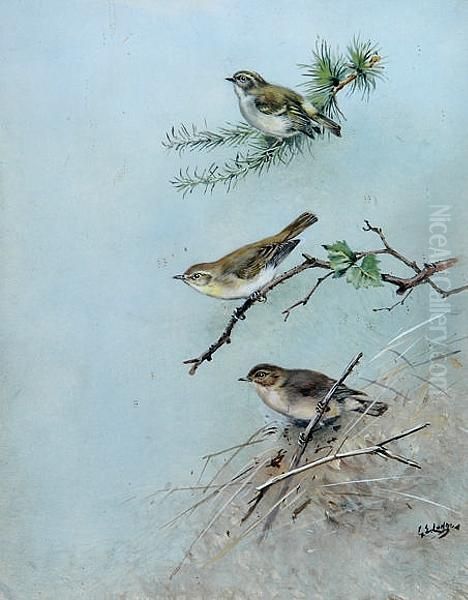 Three Warblers Oil Painting by George Edward Lodge