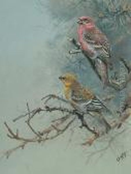 Pink Grosbeak; Two-barred Crossbill; Red Backed Shrike; Wall Creeper; Water Pipet Oil Painting by George Edward Lodge