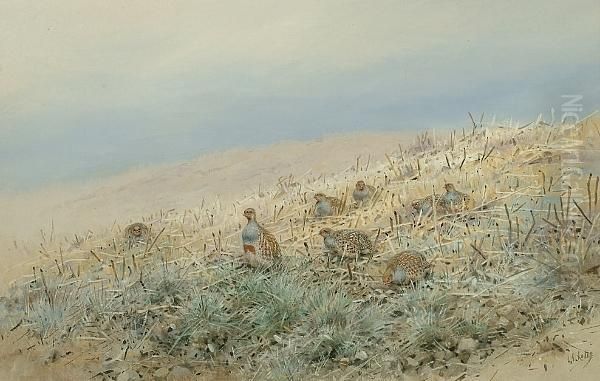 Partridge In Stubble Oil Painting by George Edward Lodge
