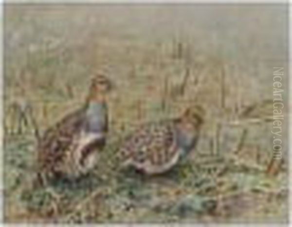 Grey Legged Partridge Oil Painting by George Edward Lodge