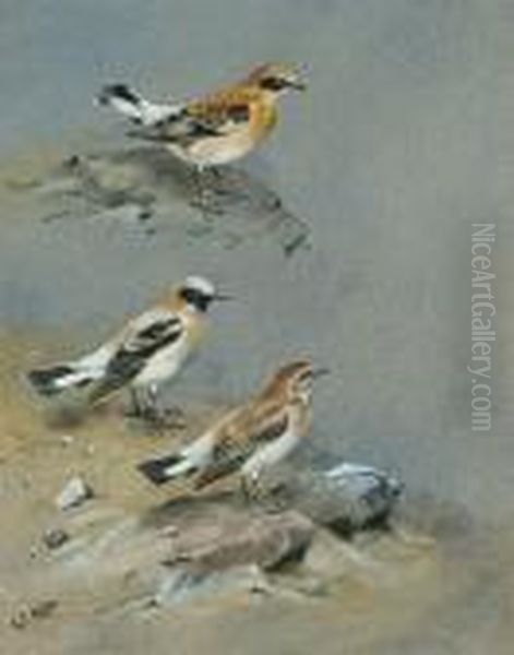 Western Black-eared Wheatear Oil Painting by George Edward Lodge