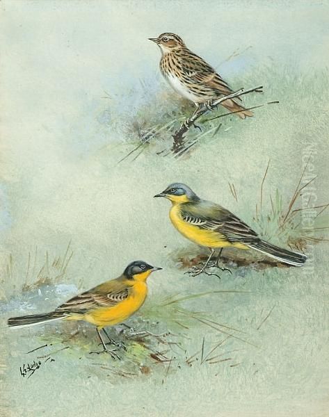 Pechora Pipit, Grey-headed Wagtail, Black-headed Wagtail Oil Painting by George Edward Lodge