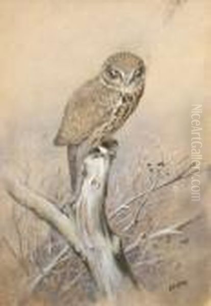 Tawny Owl Oil Painting by George Edward Lodge