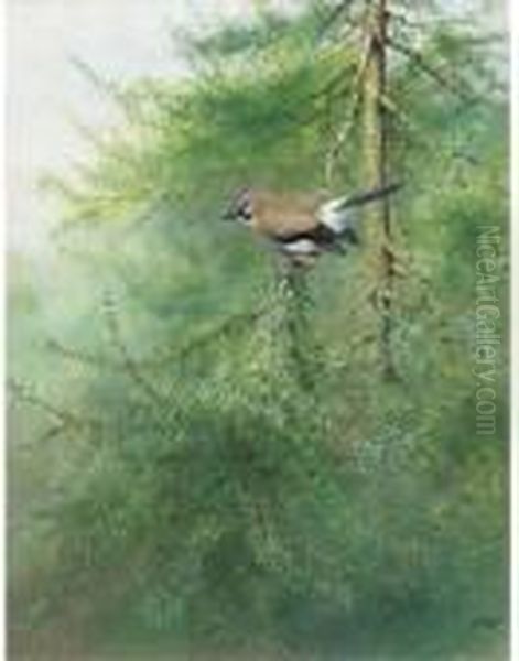 A Jay On A Branch Oil Painting by George Edward Lodge