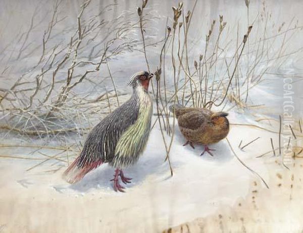 Two Common Blood Pheasants Oil Painting by George Edward Lodge