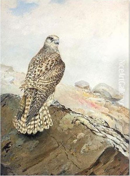 Immature Greenland Gyr Falcon Oil Painting by George Edward Lodge