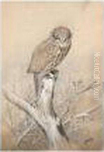 Young Bird Of Prey Oil Painting by George Edward Lodge