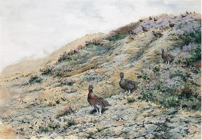 Grouse In The Heather Oil Painting by George Edward Lodge
