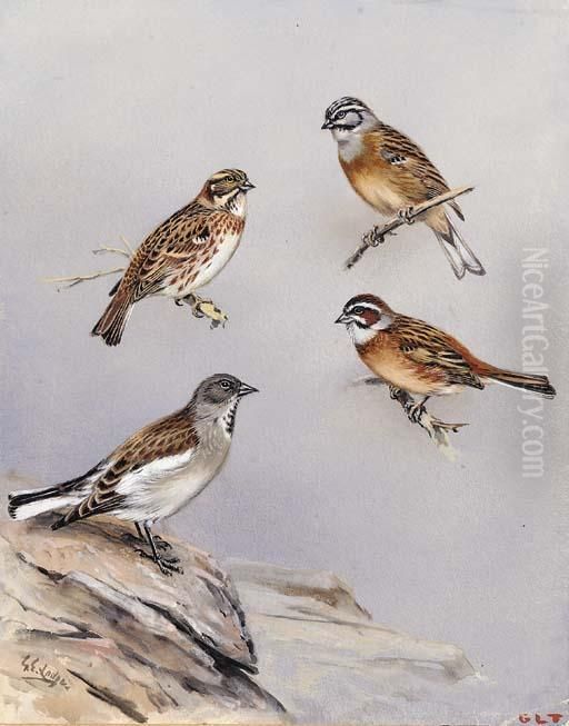 Studies Of Birds Including Rustic Bunting, Snow Finch And Rock Bunting Oil Painting by George Edward Lodge