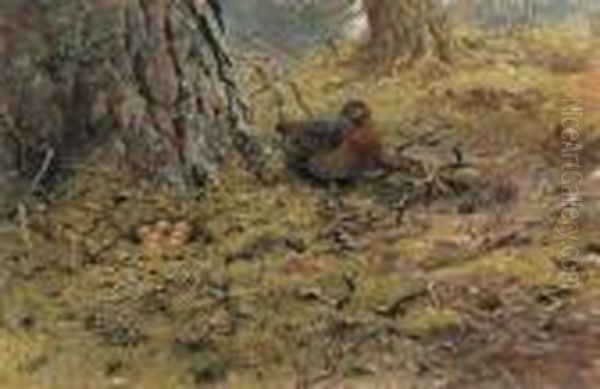 A Hen Capercailie With Her Nest Oil Painting by George Edward Lodge