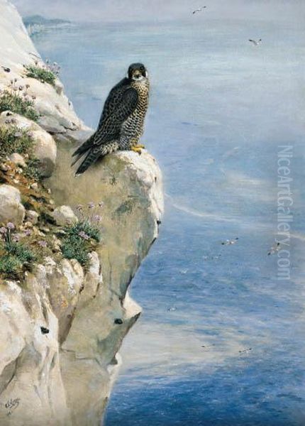 A Peregrine Falcon On A Cliff Side Oil Painting by George Edward Lodge
