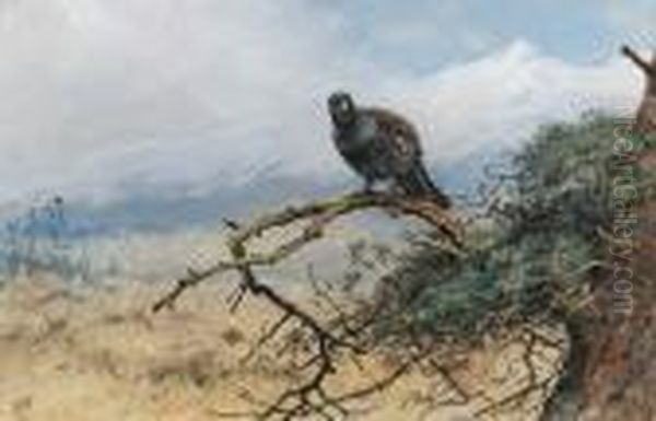 A Capercaillie Oil Painting by George Edward Lodge