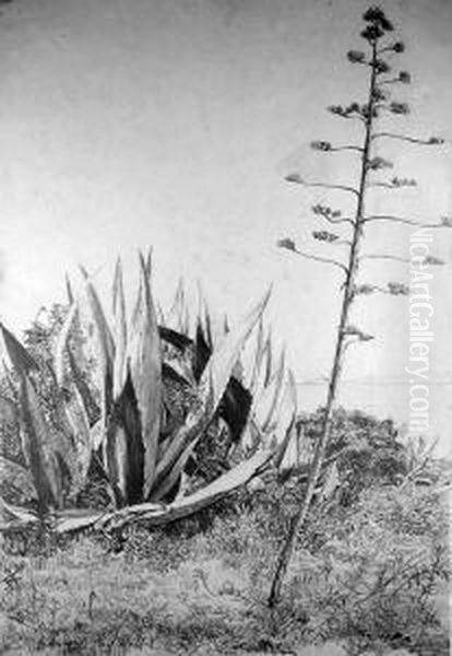 Nizza (kustenlandschaft Mit Bluhender Agave) Oil Painting by Richard Muller