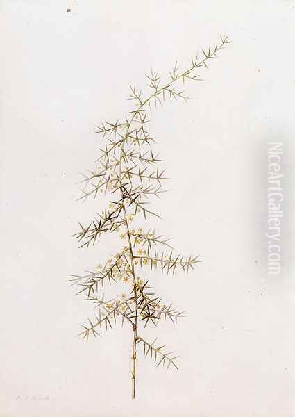 Asparagus Horridus Oil Painting by Pierre-Joseph Redoute