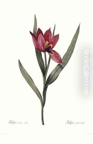 Tulipa Oculis-Solis Oil Painting by Pierre-Joseph Redoute