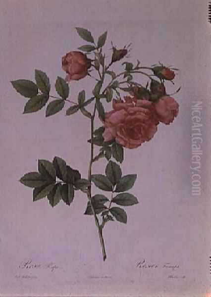 Rosa Rapa Oil Painting by Pierre-Joseph Redoute