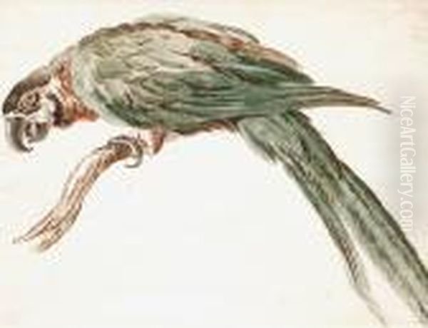  Perroquet Perche Sur Une Branche  Oil Painting by Jean-Baptiste Oudry