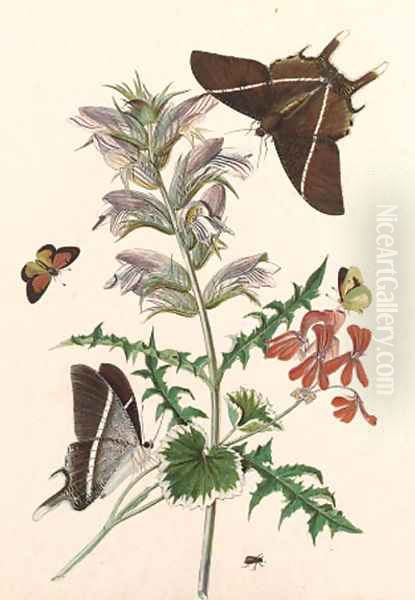 Thistle and Geranium with a Swallowtail and a Clouded Yellow Oil Painting by Thomas Robins