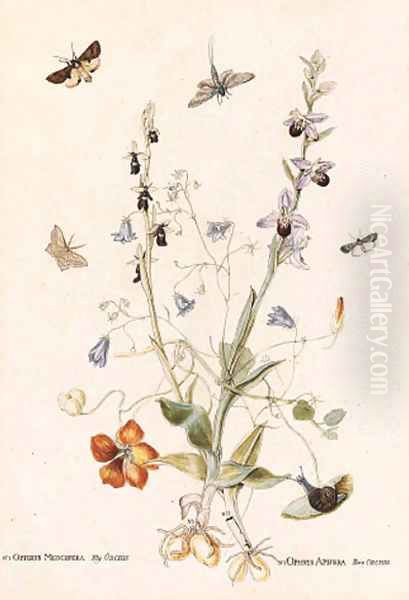 Hairbell, Fly Orchid, Bee Orchid and Nasturtium with moths Oil Painting by Thomas Robins