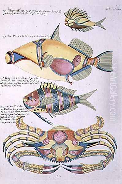 Three Fish and a Crab, plate 34 from Vol 2 of Fish, Crayfish and Crabs, pub. 1754 Oil Painting by Renard, Louis