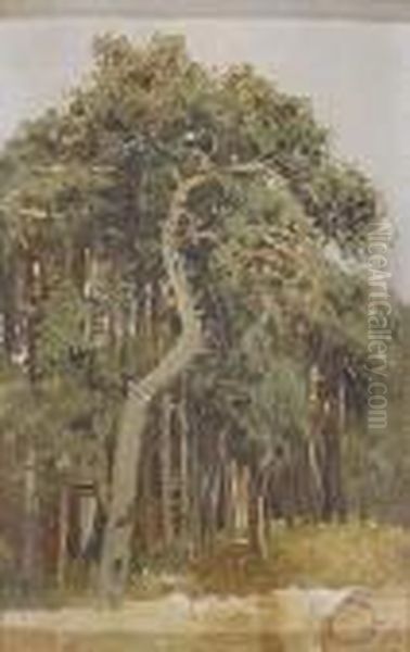 Pinos Mediterraneos Oil Painting by Cecilio Pla