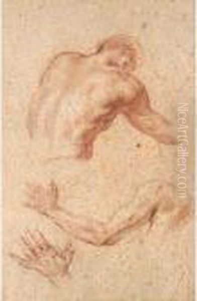 Anatomical Studies Of A Male Torso, Arm And Hand Oil Painting by Allan Ramsay