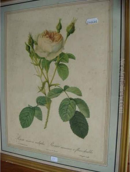 Rose Oil Painting by Pierre-Joseph Redoute