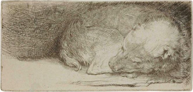 A Sleeping Puppy Oil Painting by Harmenszoon van Rijn Rembrandt