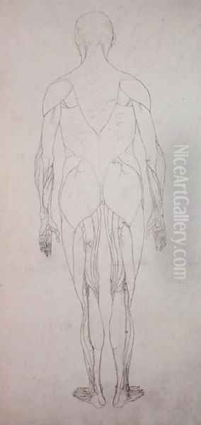 Study of the Human Figure, Posterior View, from A Comparative Anatomical Exposition of the Structure of the Human Body with that of a Tiger and a Common Fowl, c.1795-1806 6 Oil Painting by George Stubbs