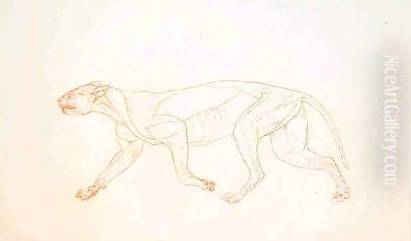 Study of a Tiger, Lateral View, from A Comparative Anatomical Exposition of the Structure of the Human Body with that of a Tiger and a Common Fowl, 1795-1806 3 Oil Painting by George Stubbs