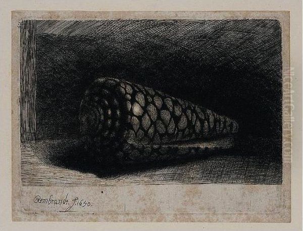 The Shell (conus Marmoreus) (b., Holl.159; H.248; Bb.50-e) Oil Painting by Harmenszoon van Rijn Rembrandt