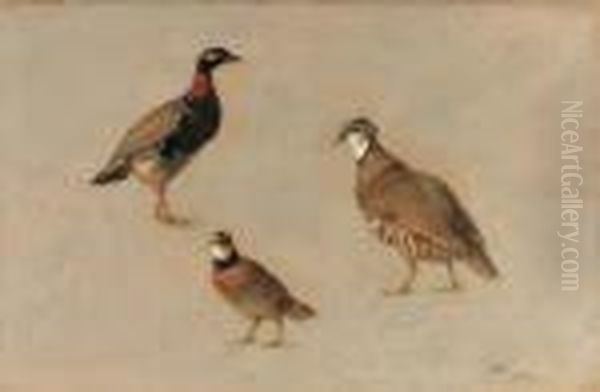 Studies Of A Red Partridge 
(elctoris Rufa), A Redneck Francoline(francolinus Francolinus) And An 
American Quail (colinusvirgianus) Oil Painting by Henriette Ronner-Knip