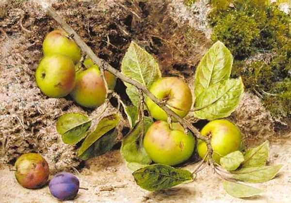 Still life with apples and a plum Oil Painting by John Sherrin